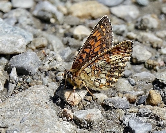 false heath fritillary